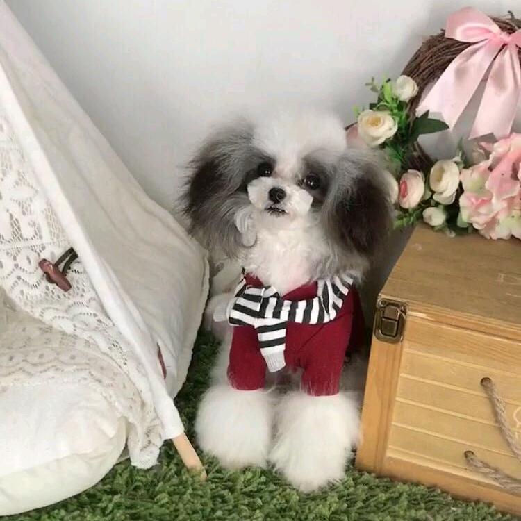小草莓泰迪