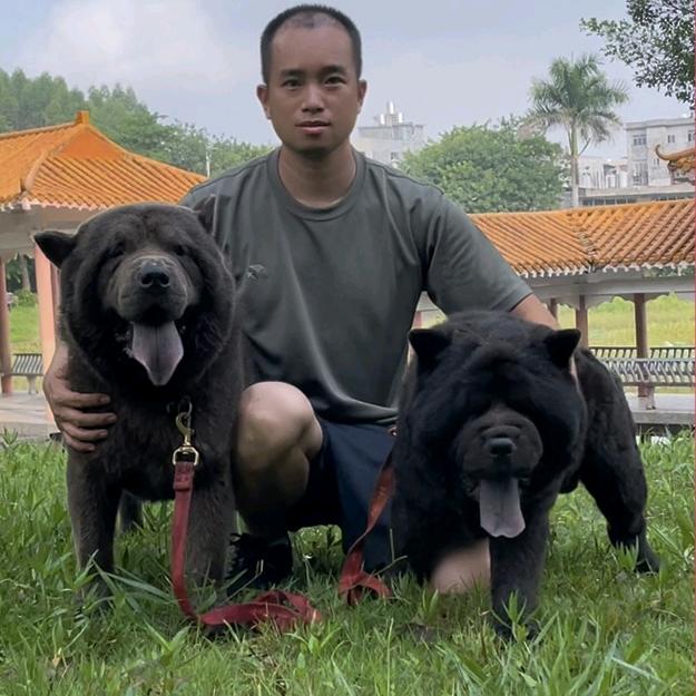 联萌犬舍·李队长（五黑犬）