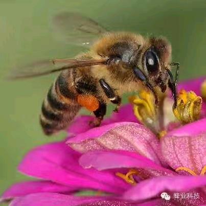 《小蜜蜂🐝🐝》