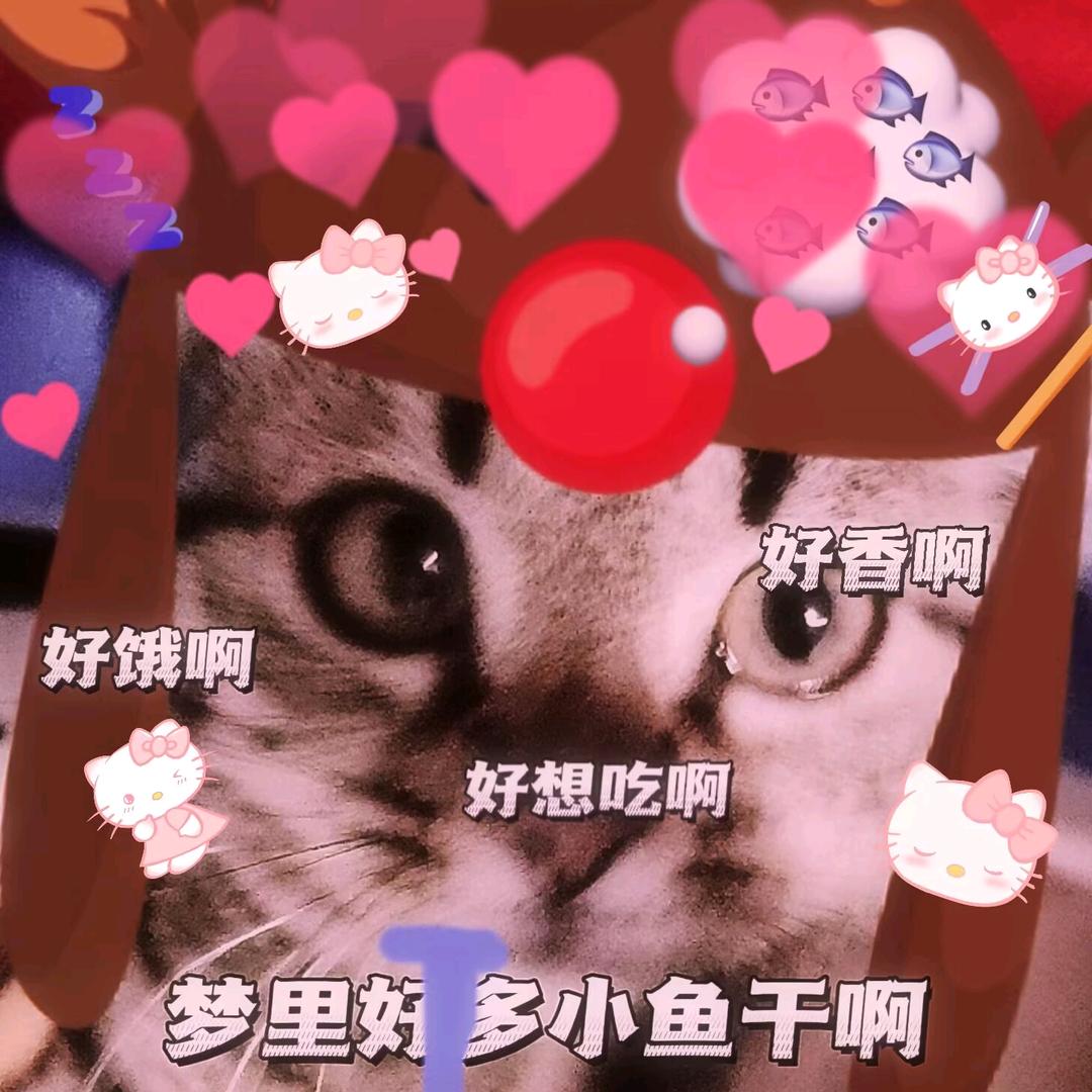 正宗中国大疯猫
