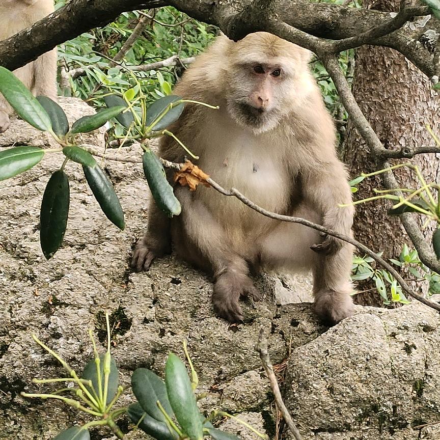 monkey