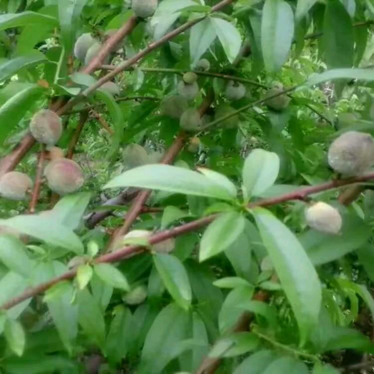 额敏莳花人绿植盆栽鲜花