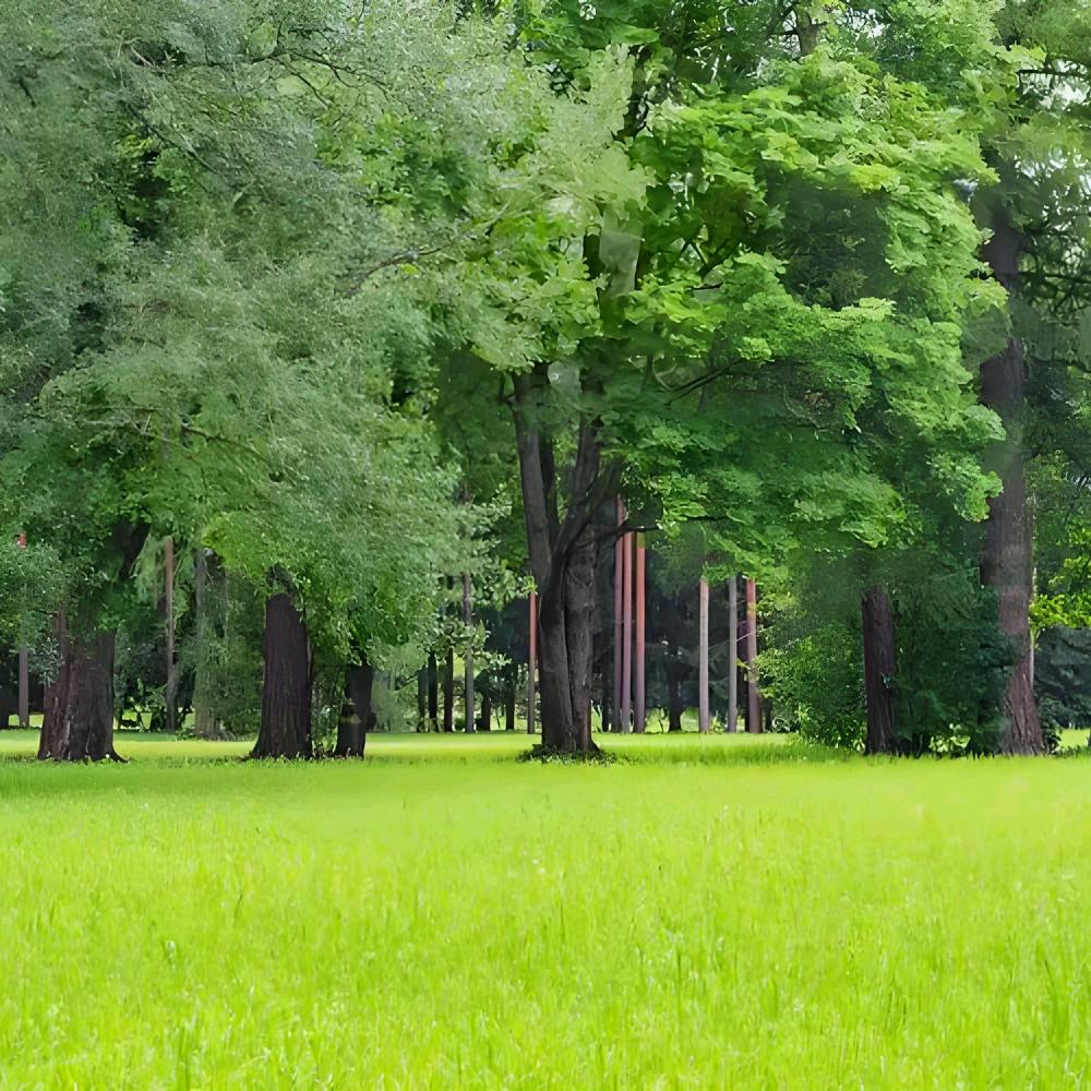 樛木