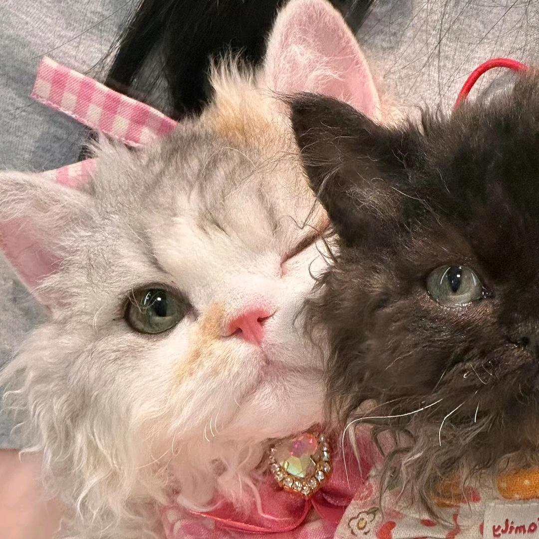 🎀今天也是邱邱酱🎀