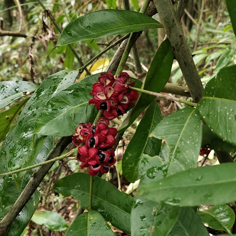 山野本草解