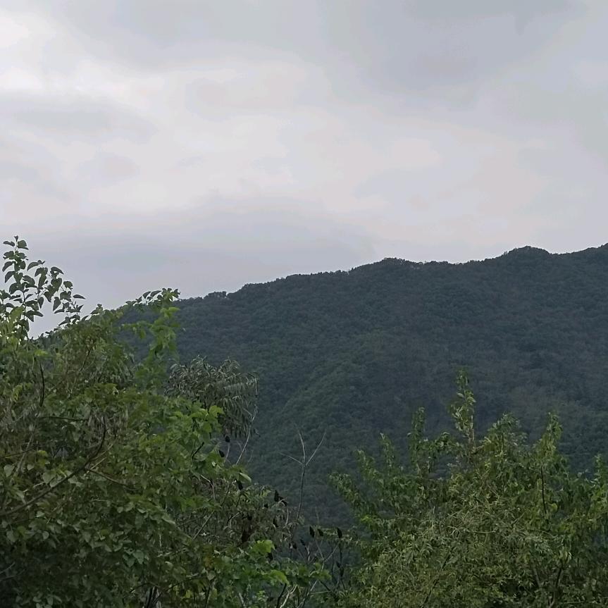 高木易