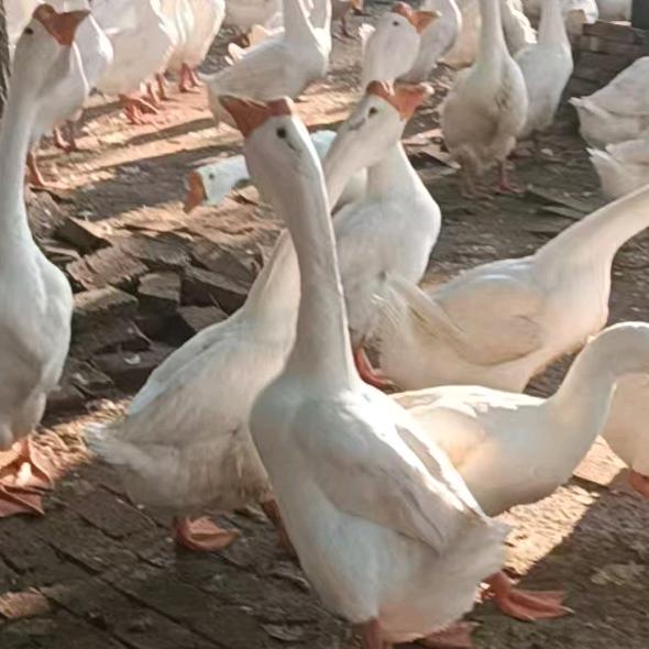 姜姐孵化养殖厂