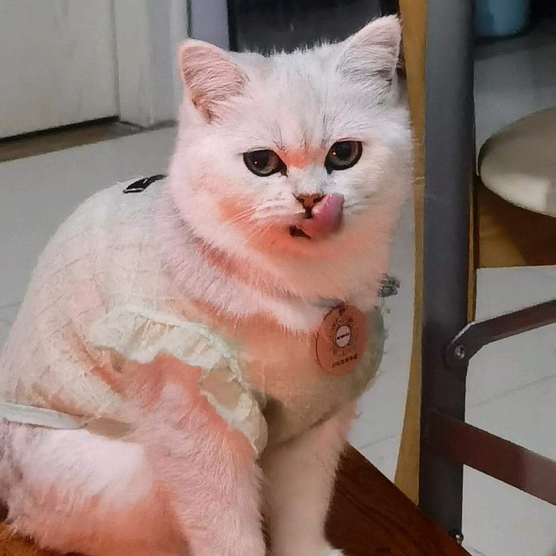 17是一只小猫咪