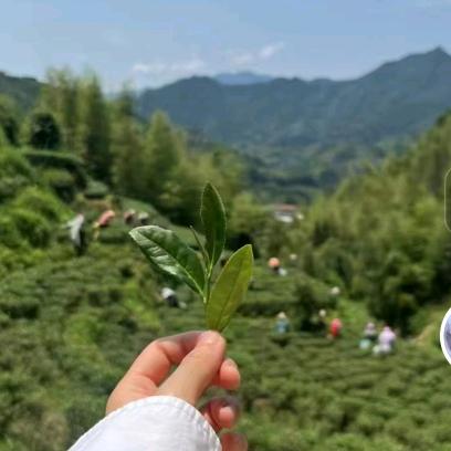 张师傅茶仓