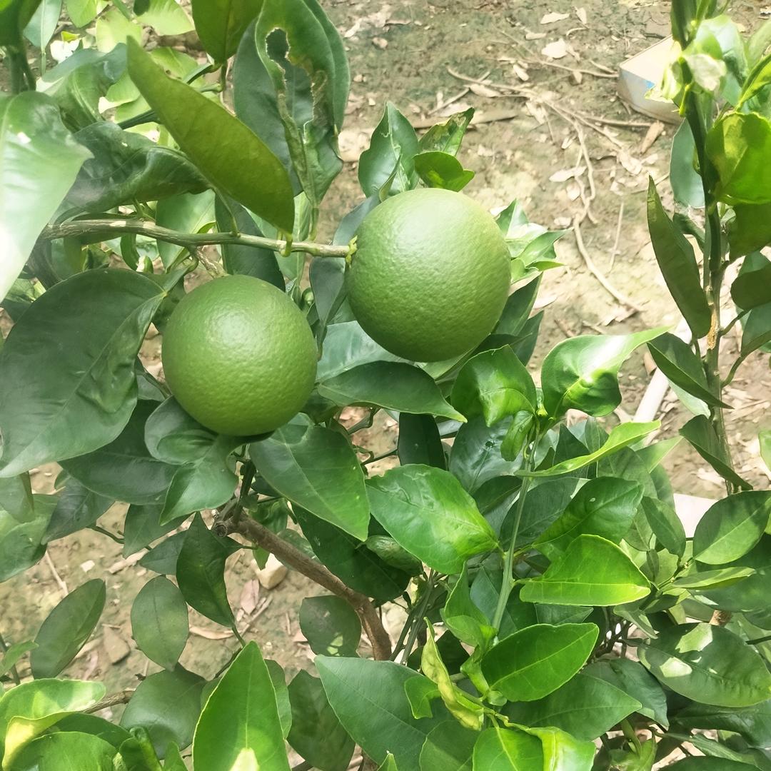 标标
