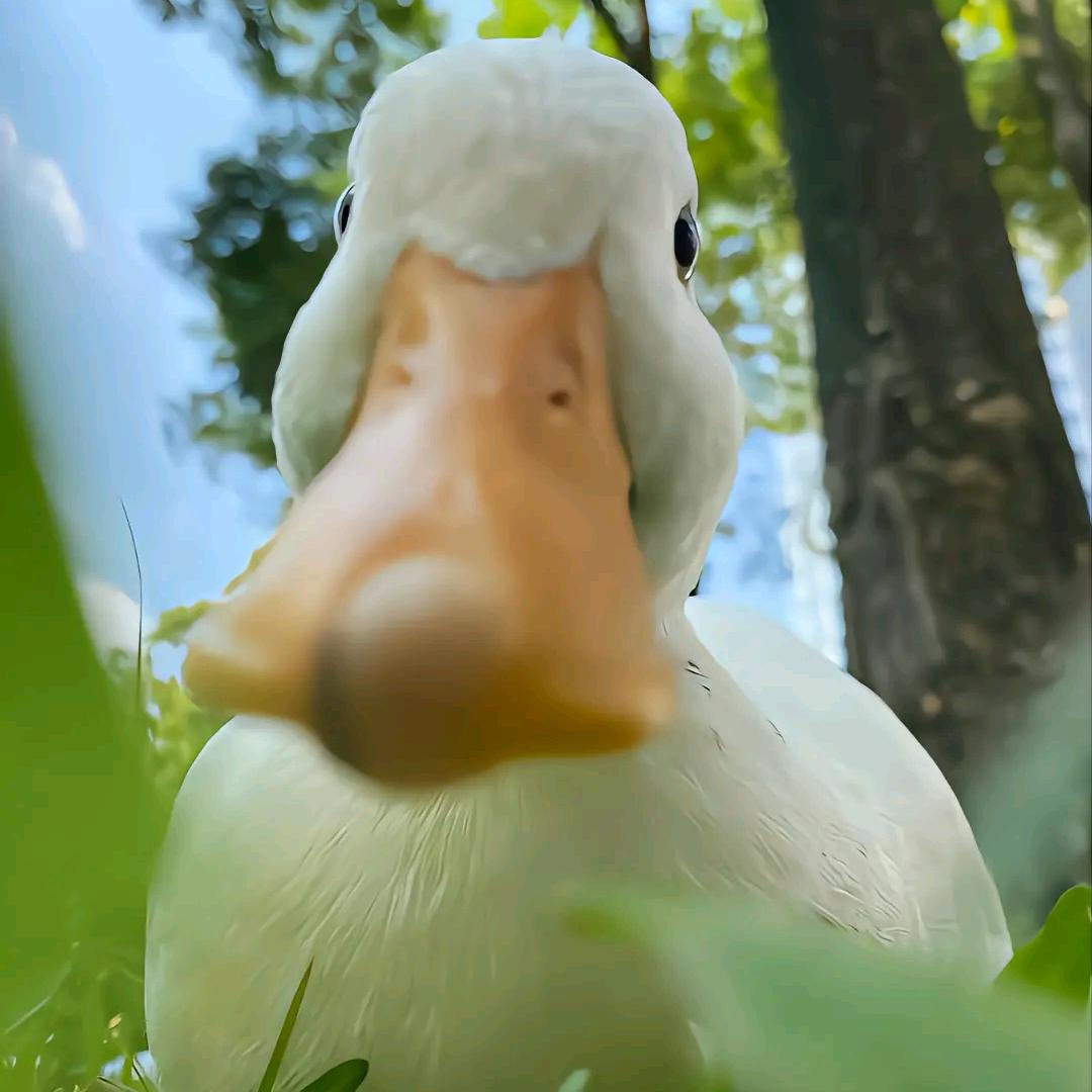 小椰冻奶🥥