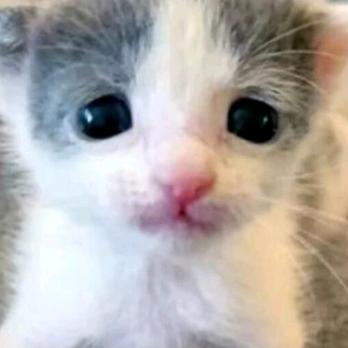 夜哥（八块面包版）