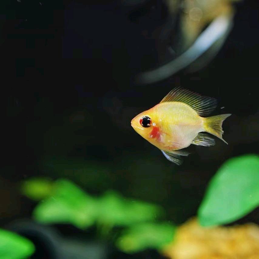 梦之缘水族