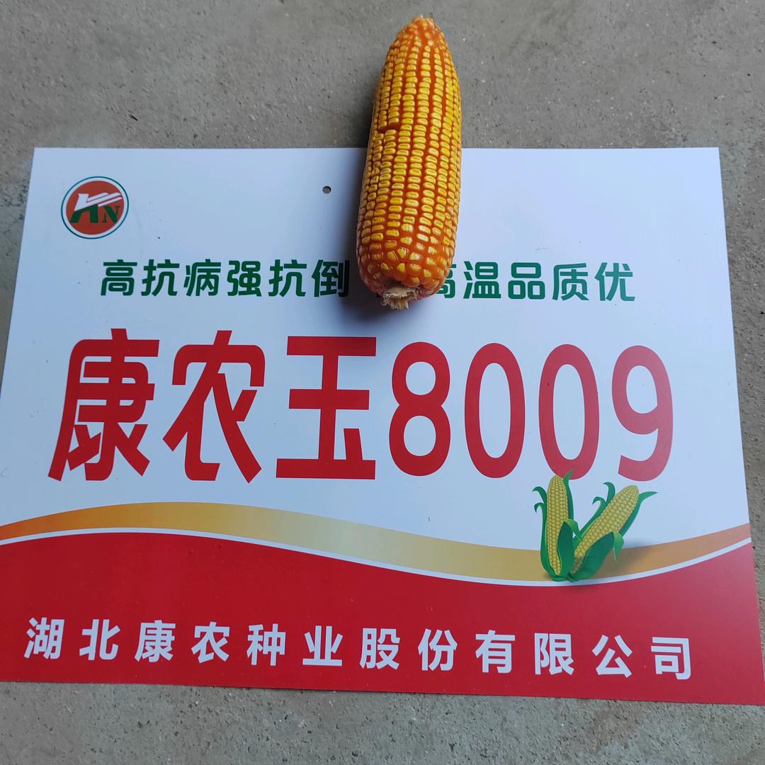 大仵乡，郭庄，老高农业