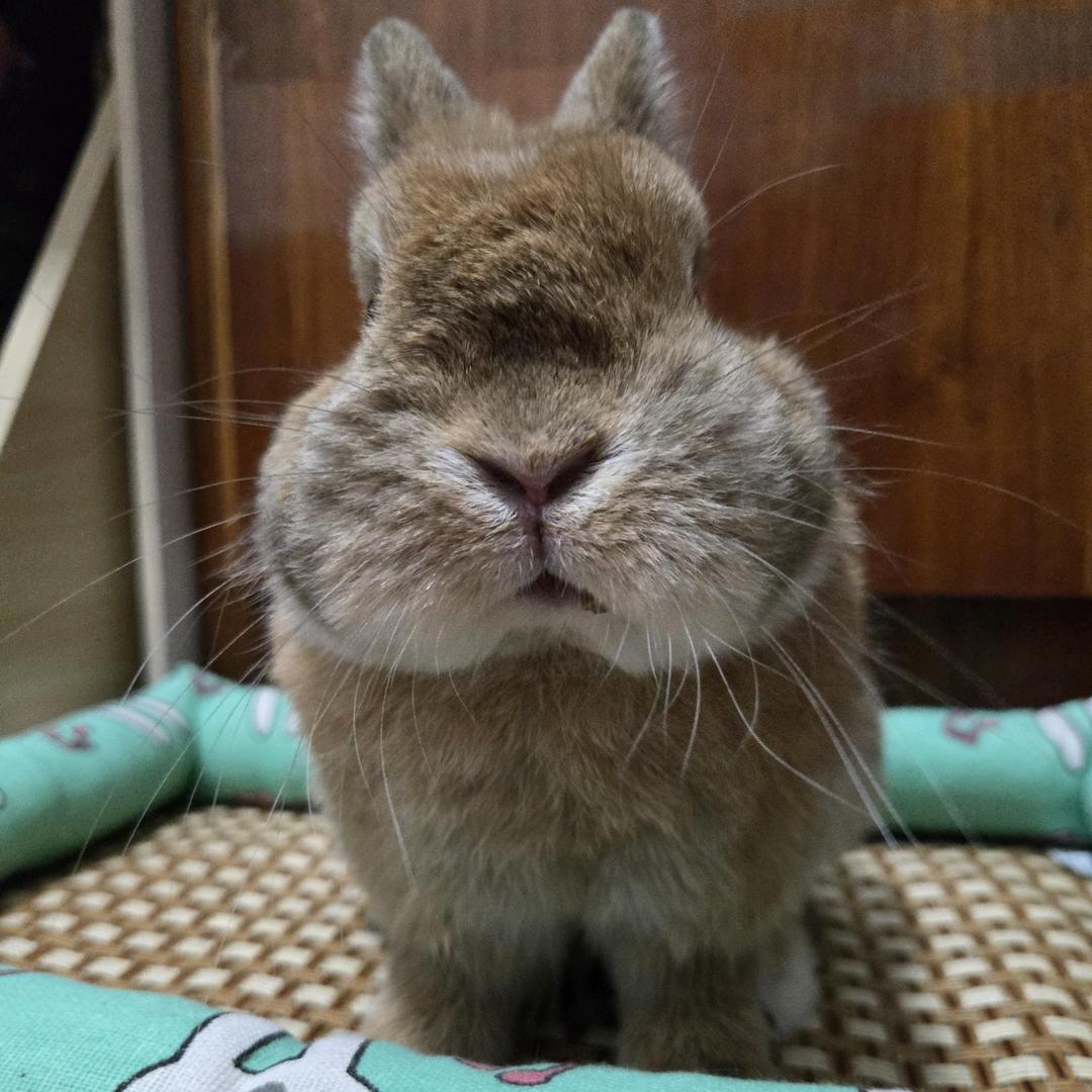 小兔子吖