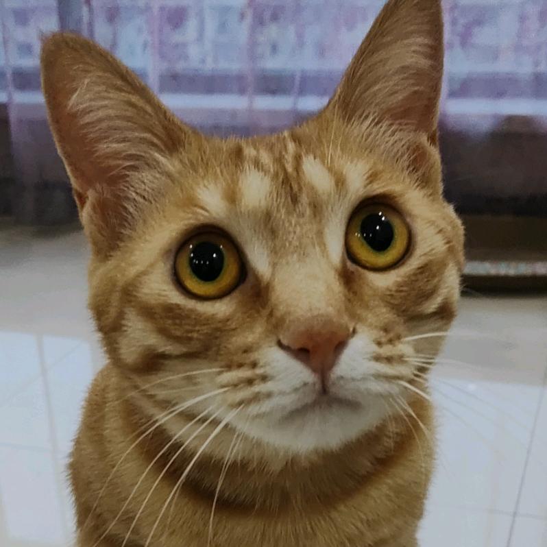 露啦啦