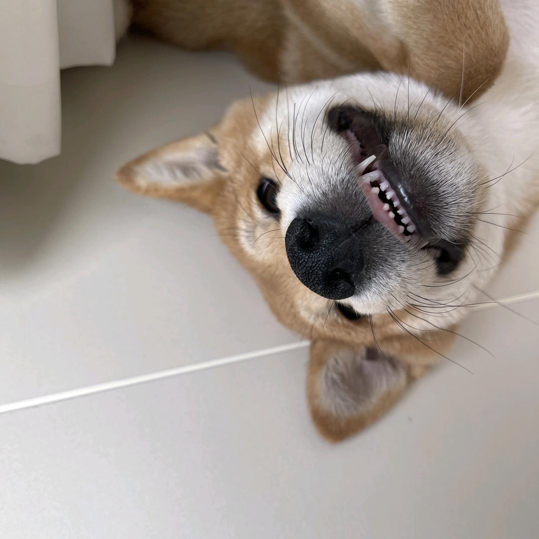 狗子张大顺