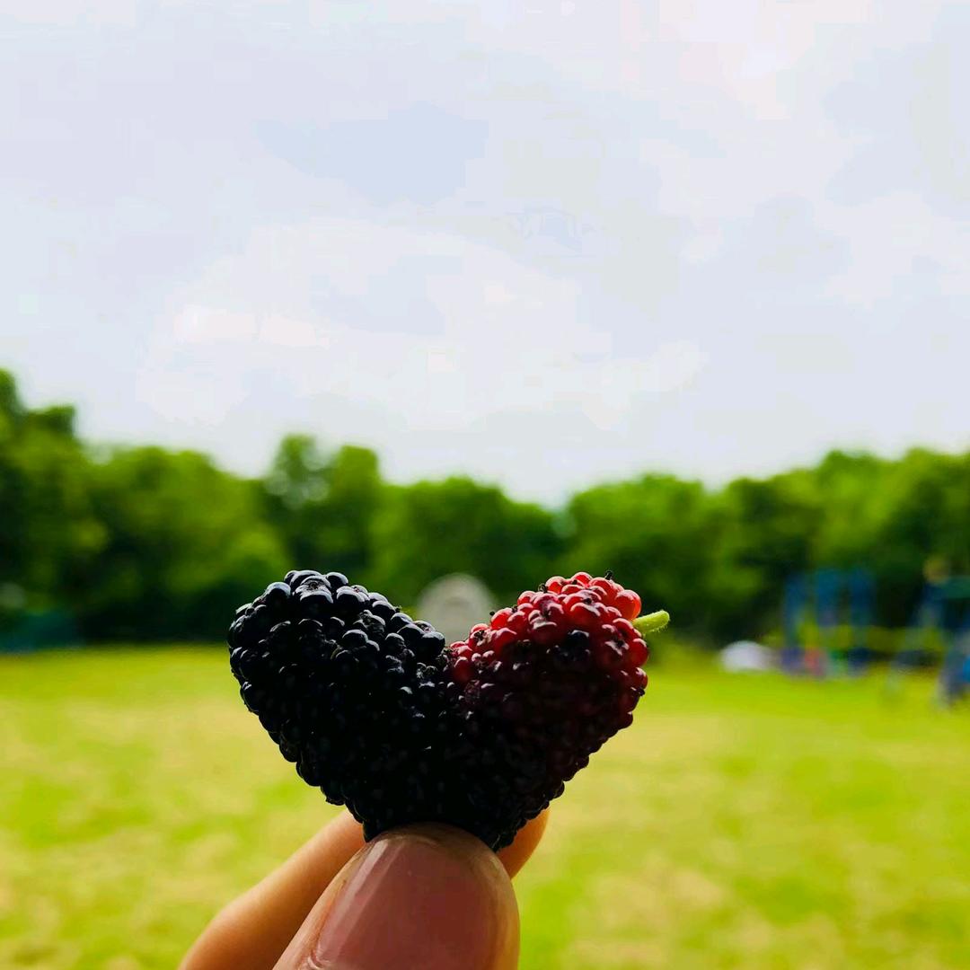 Yes沐文