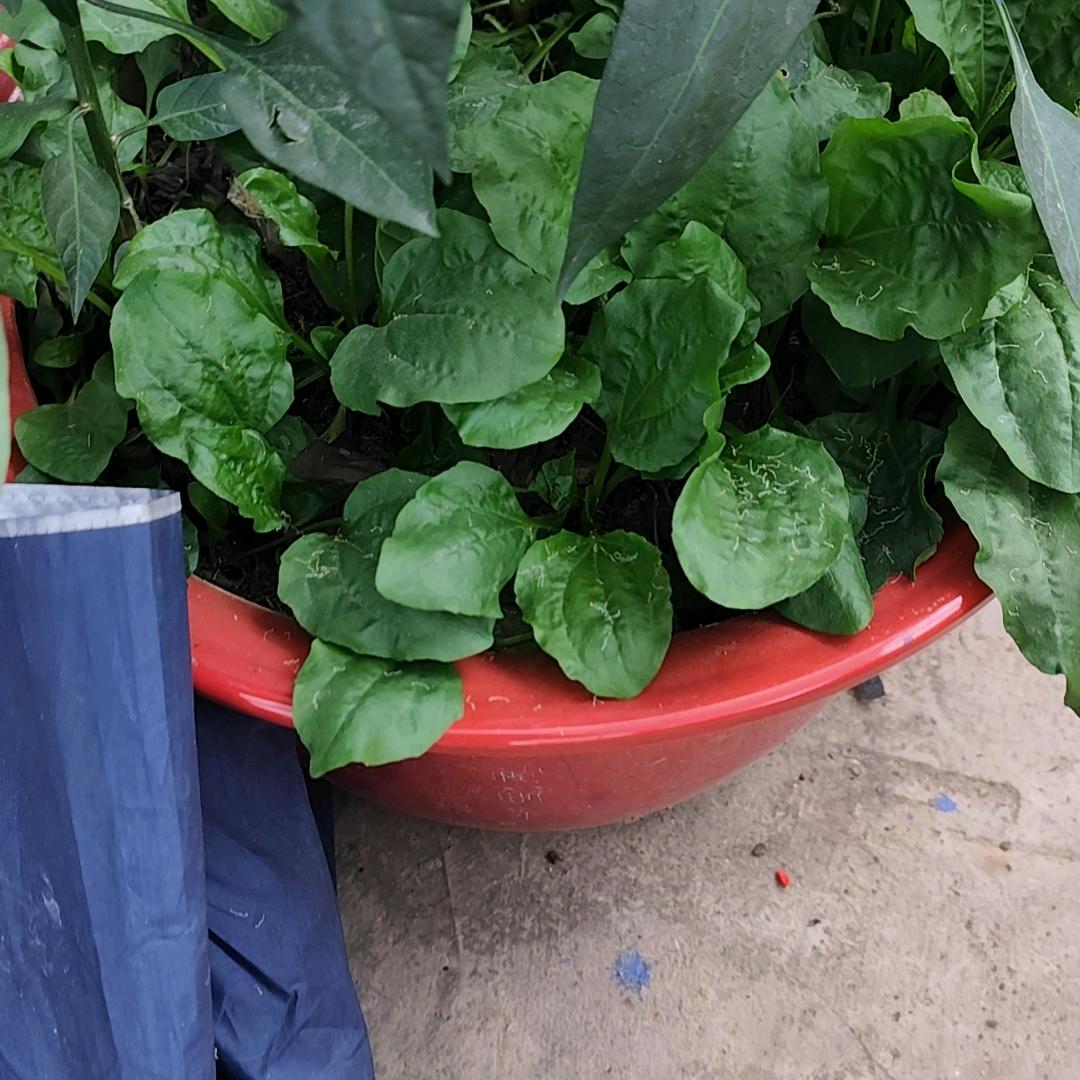 坑边，收废品，阿杜。