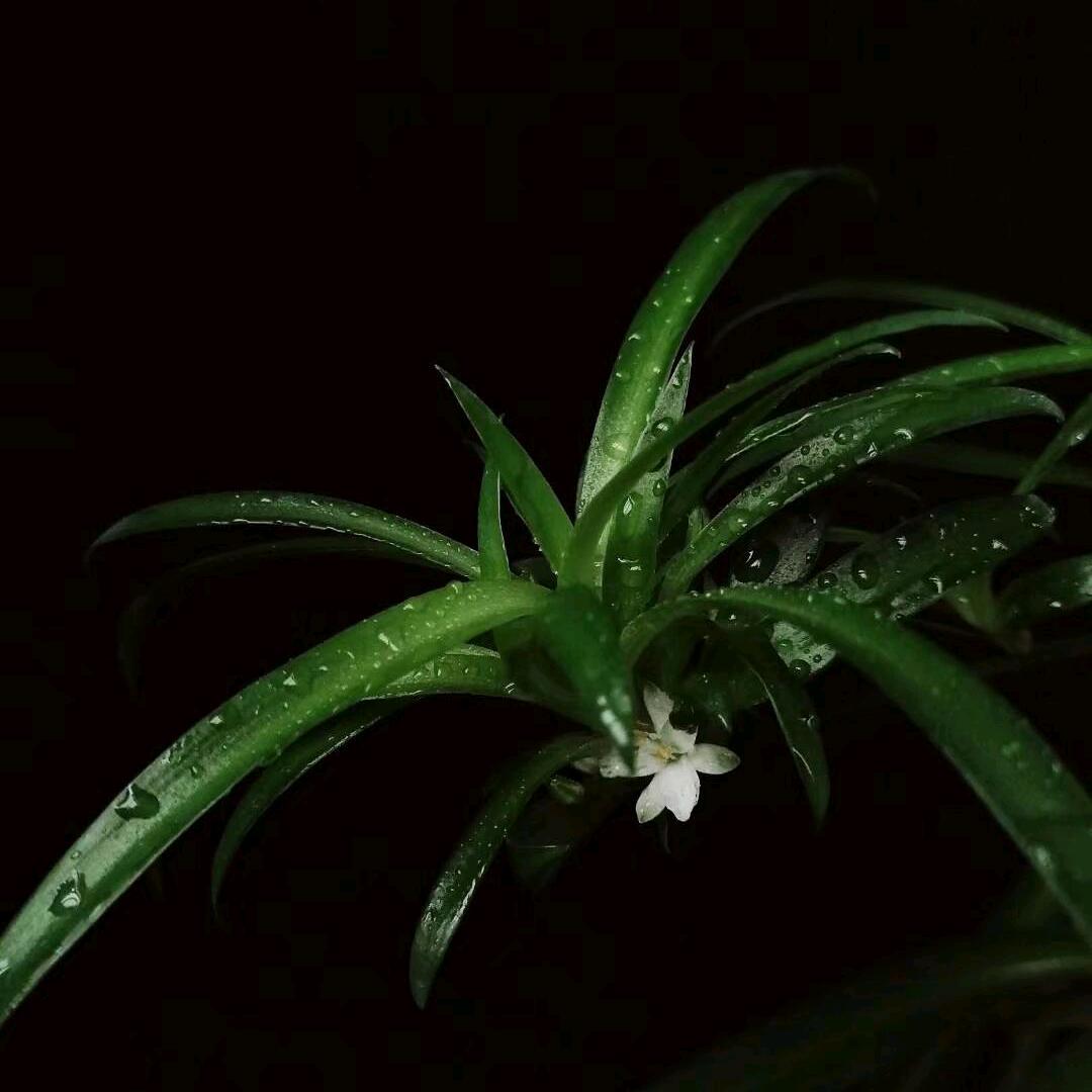 ———且行且珍惜 ﹉_____🍀🍀