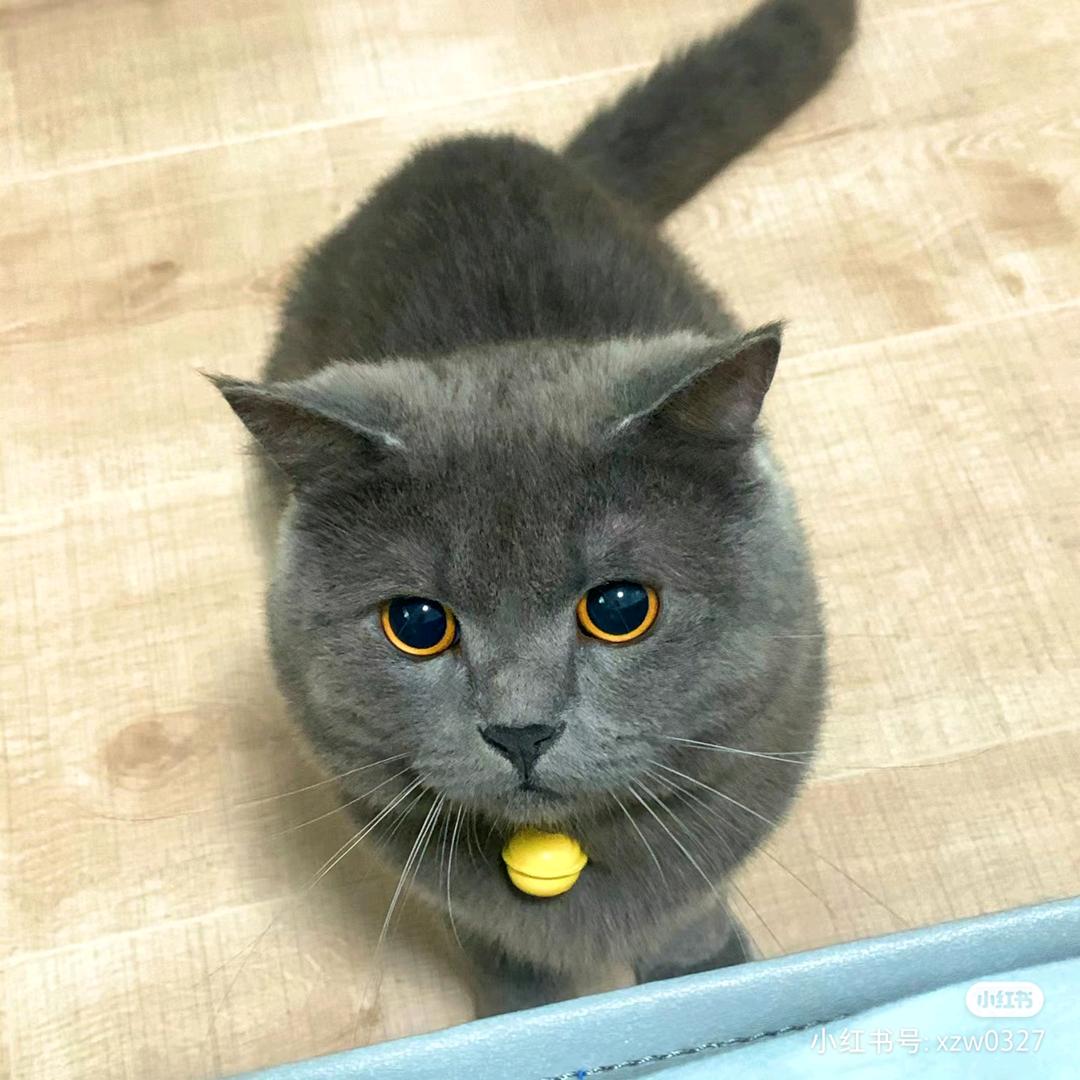 猫🐱