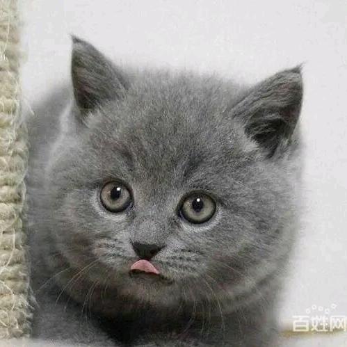 英短蓝猫