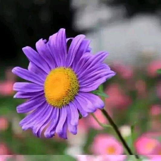 好吃的香葱大饼