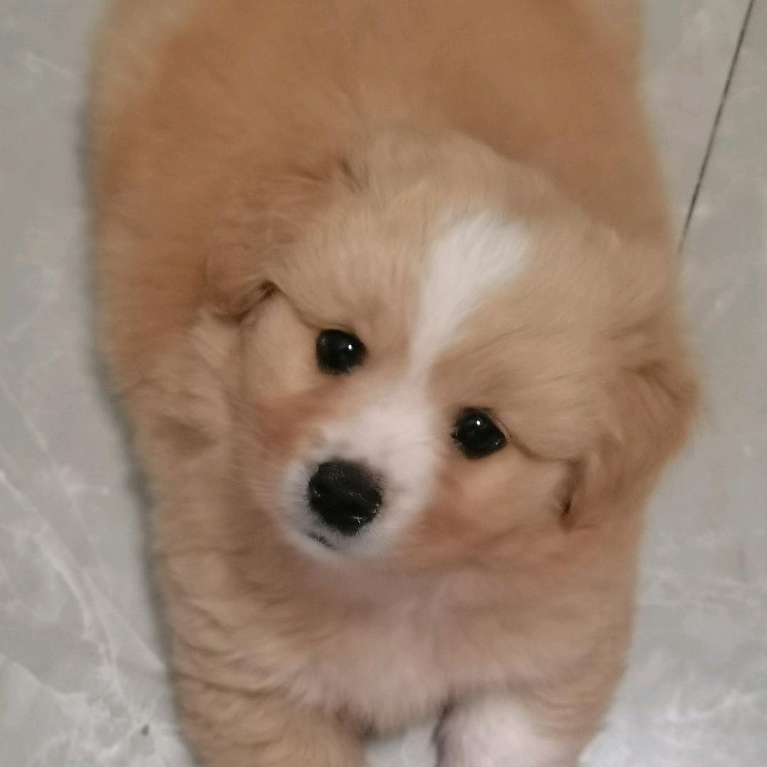 奶黄包洛洛✨