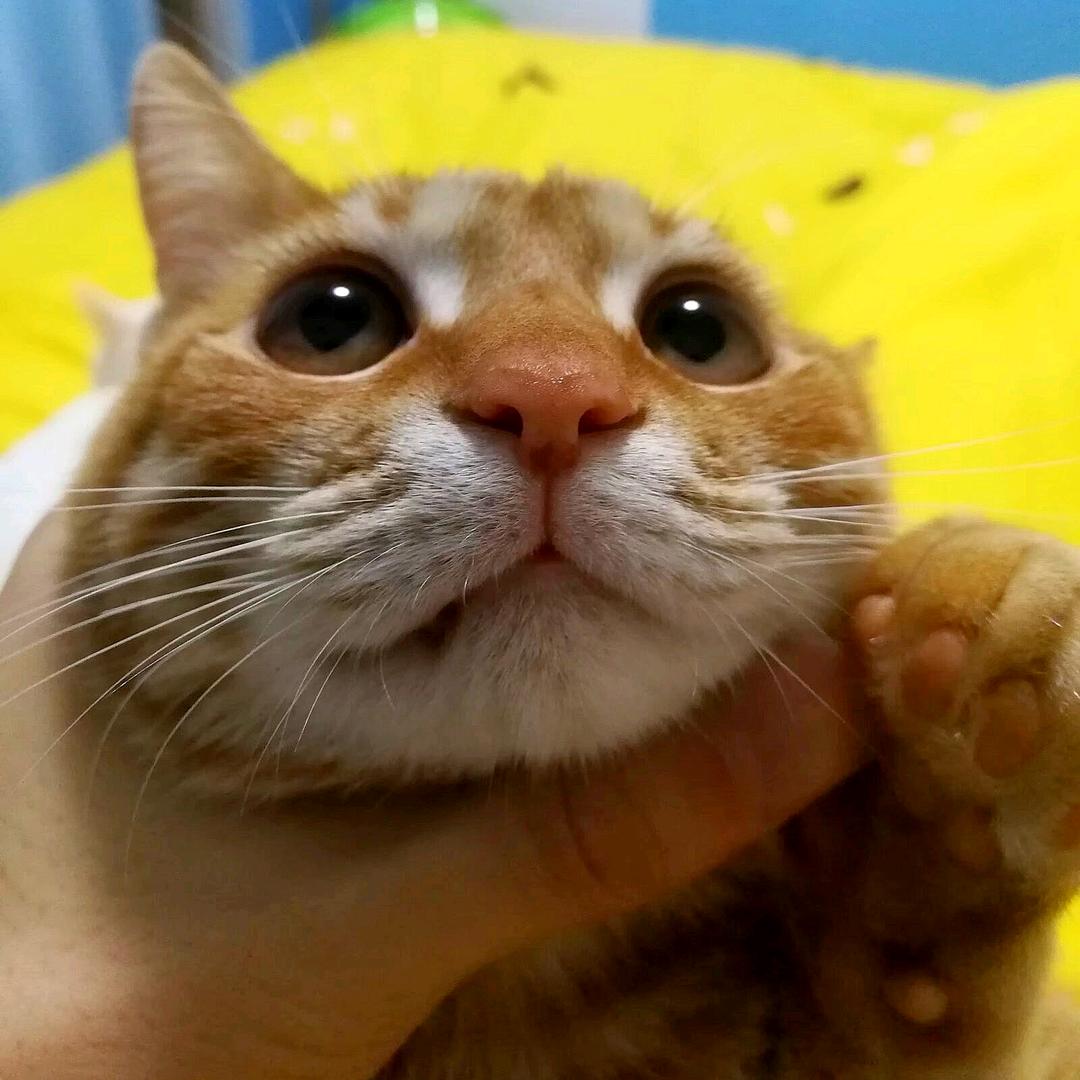 张清卿