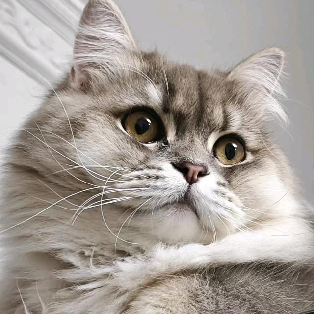 雪妞家十九只金猫