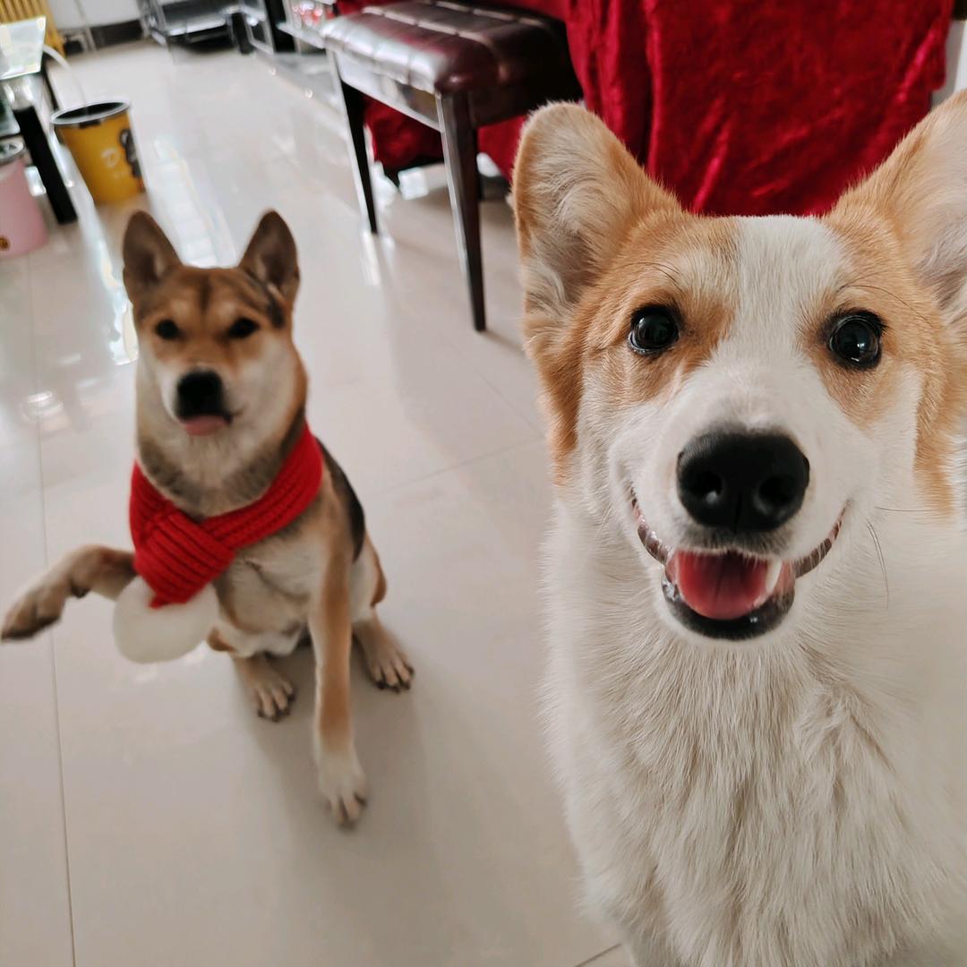 是小狗不是小抖