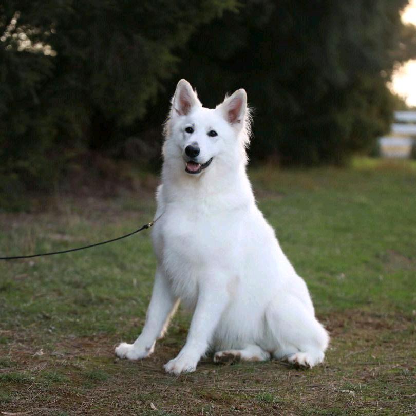 博威宠物养殖场