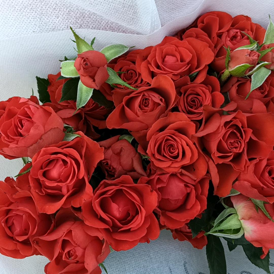 昆明鲜花