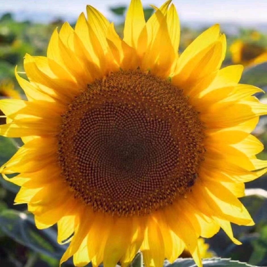 琼琼幸福安康（不定时直播）