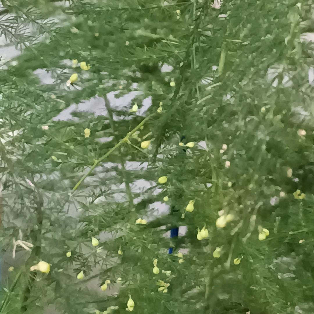 飞龙在天