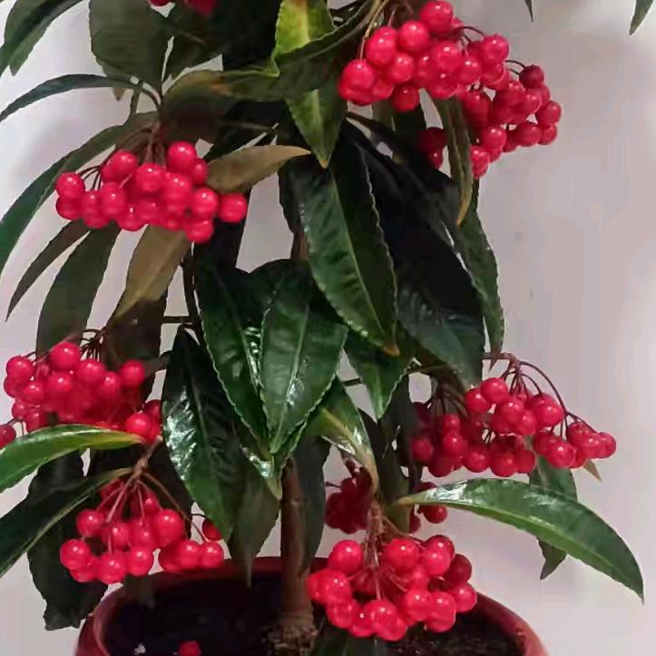 王平:顺发