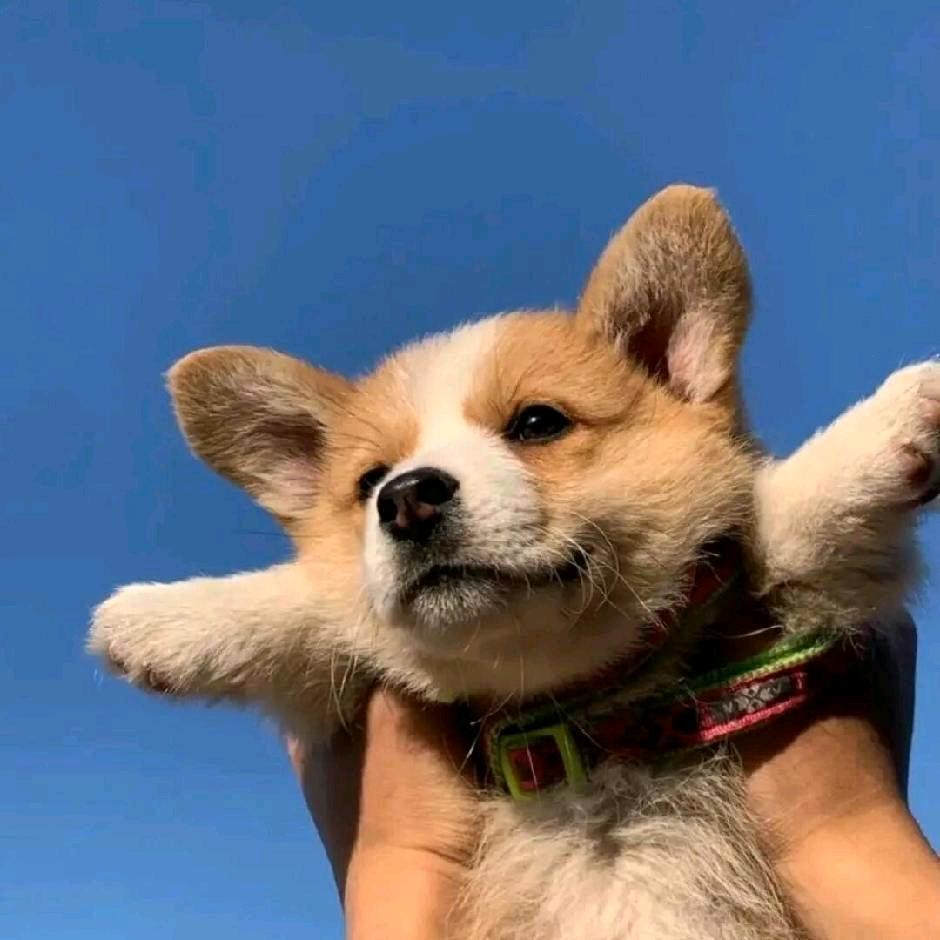 O泡