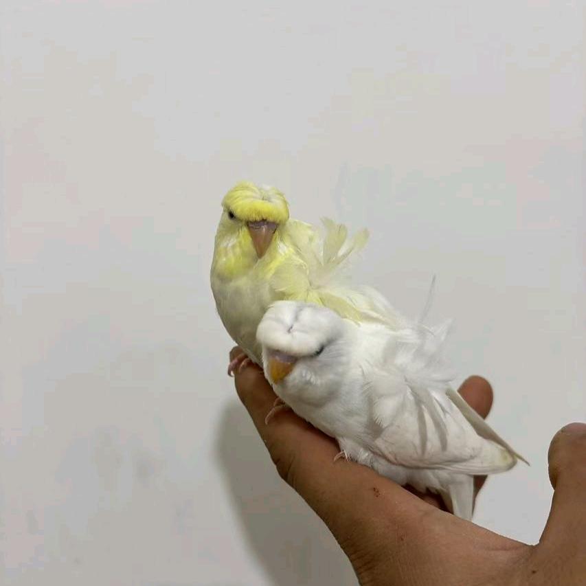鹦鹉萌宠