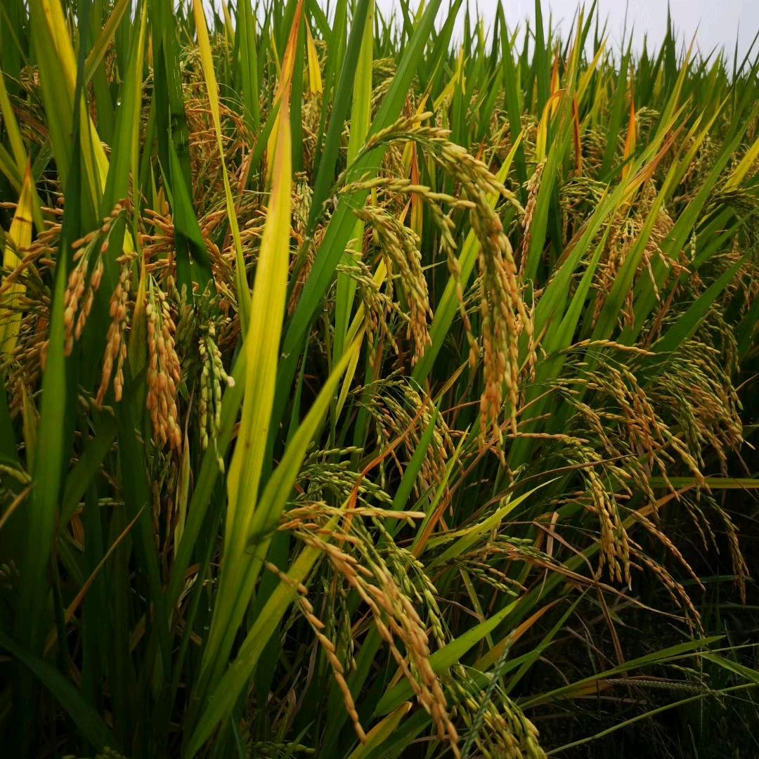 我是一颗小虎牙