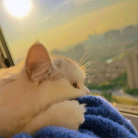蕤蕤