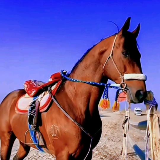 🐎阿卜杜🐎和田 🐎
