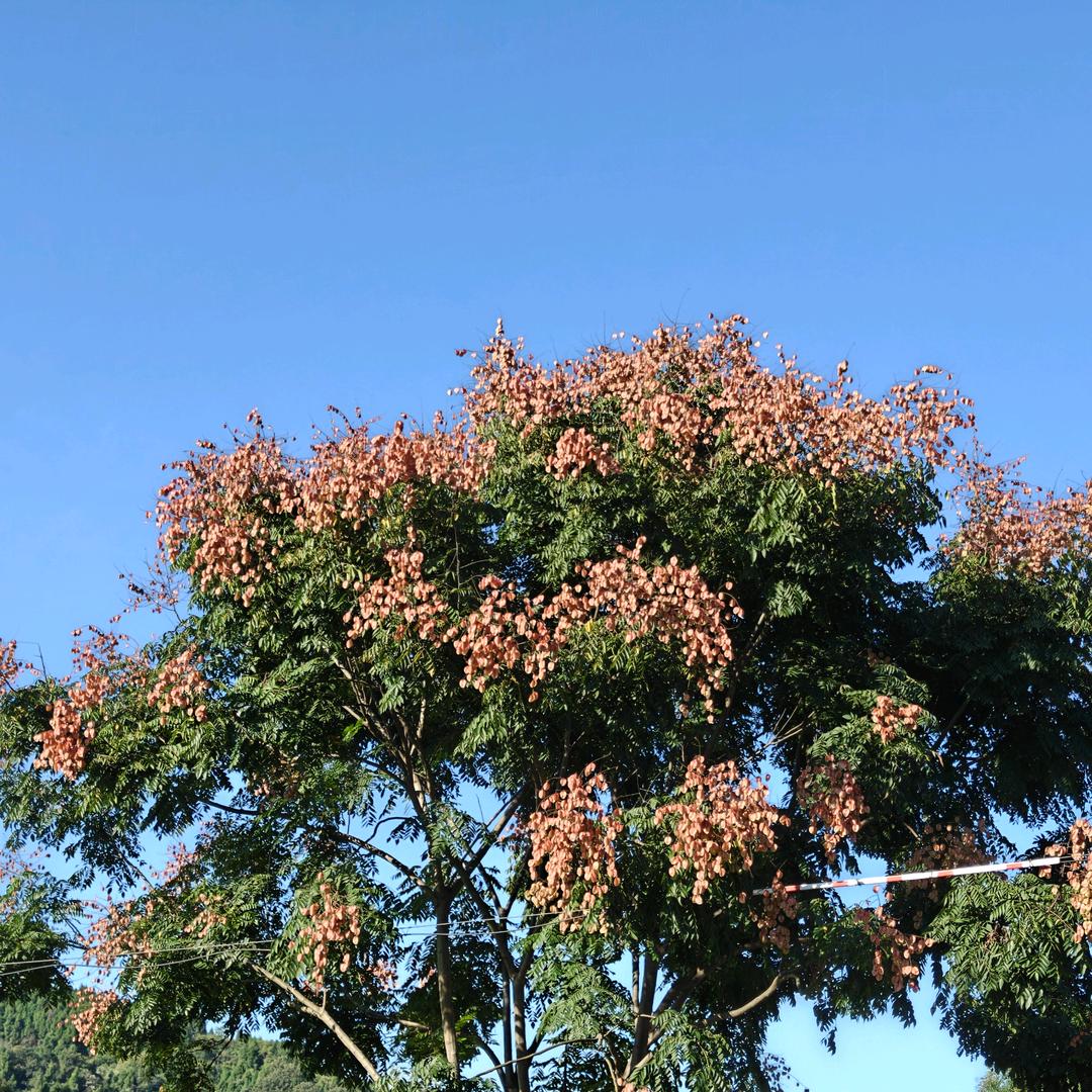 草莓找硬糖