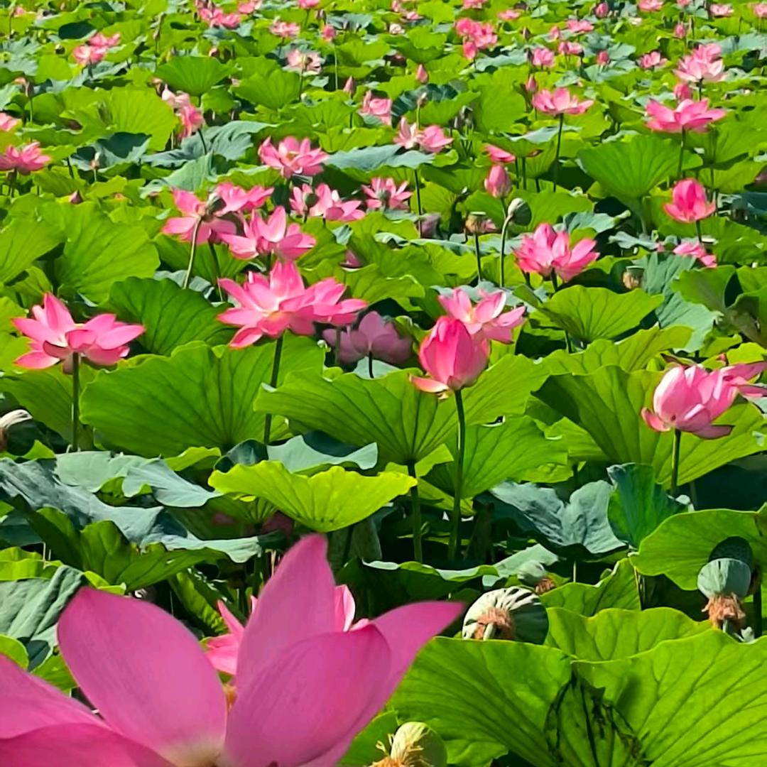 荷花🌻🌻