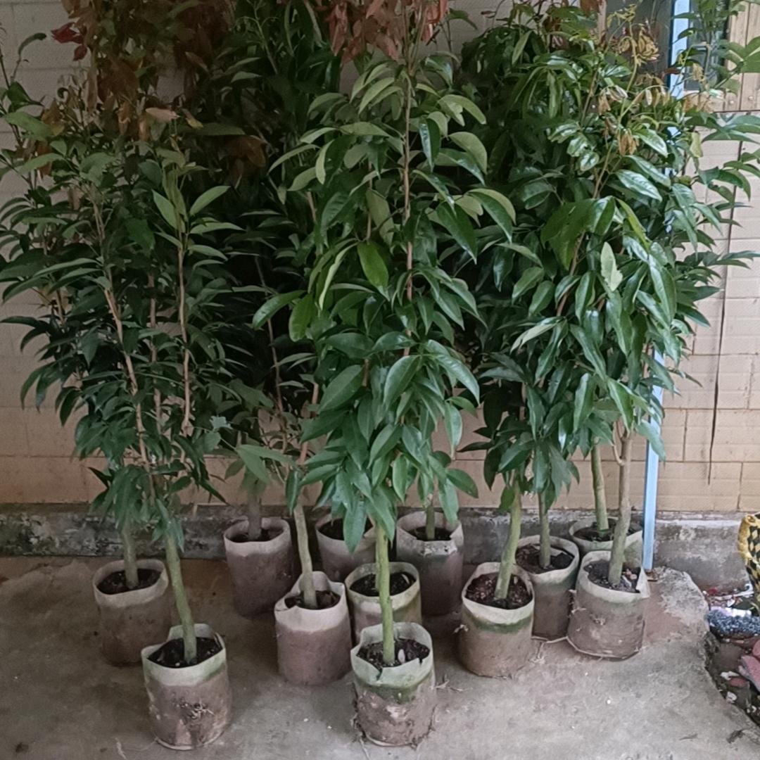 一号线