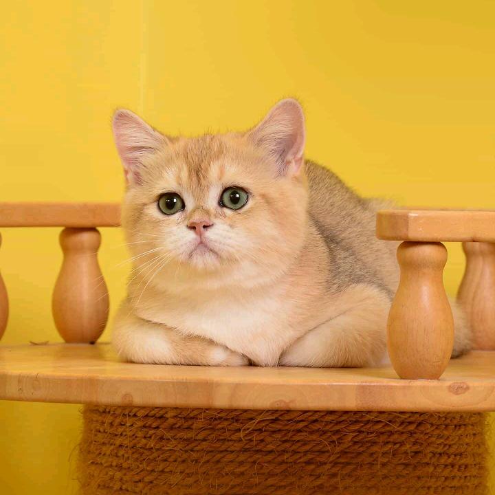 快快