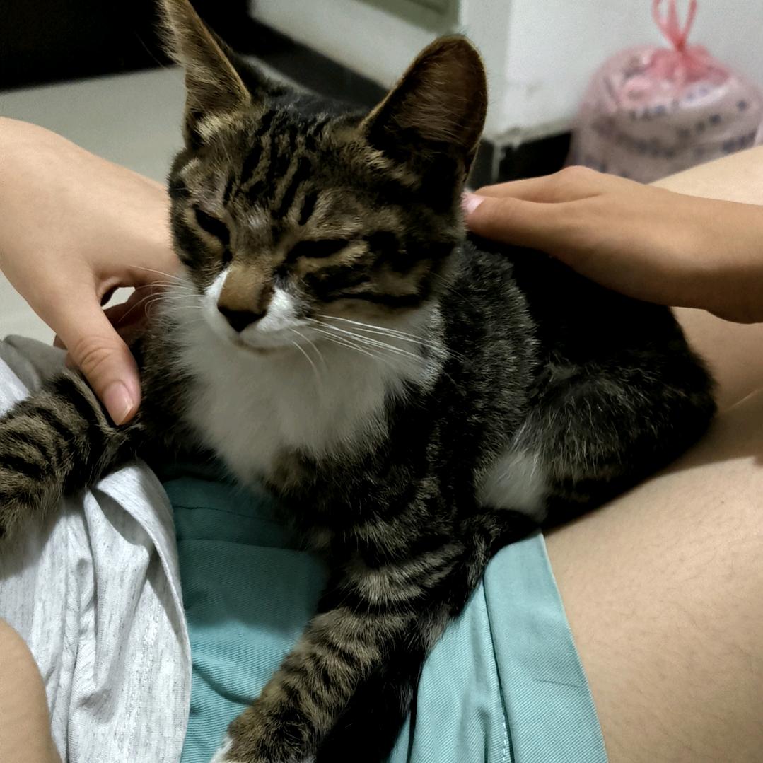 蔷