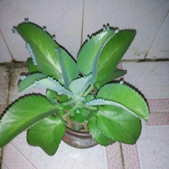 承诺