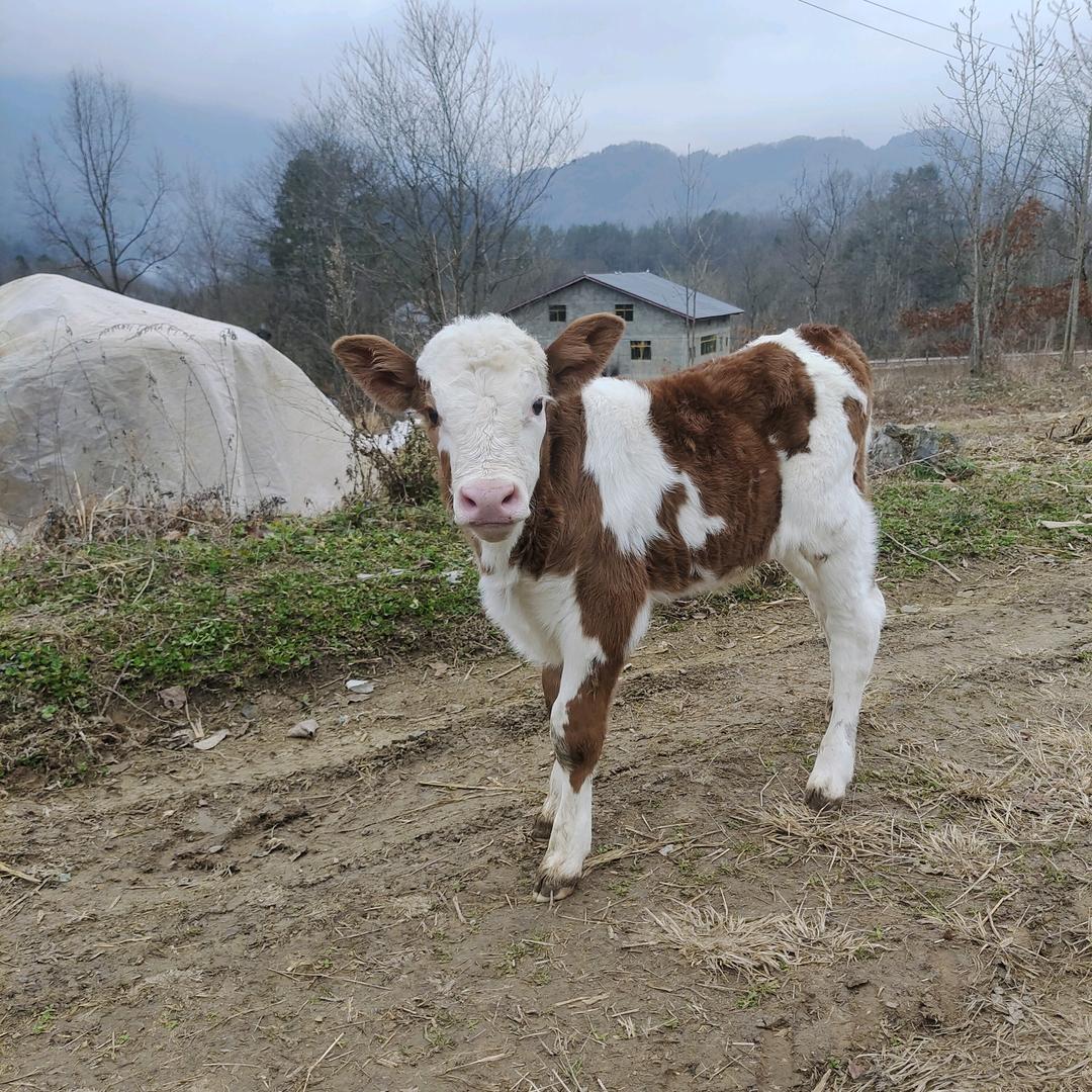高山养殖大哥