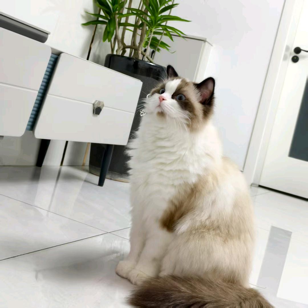 我心飞扬