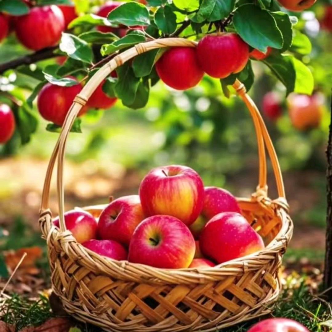 🍎苹果王